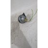 Recambio de claxon para citroën xsara picasso (n68) 1.6 hdi referencia OEM IAM 6236E3  